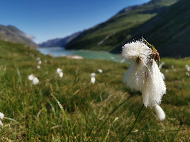 saas